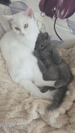 Perser+Türkisch Angora