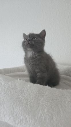 Perser+Türkisch Angora