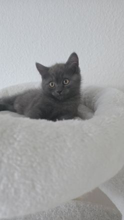 Perser+Türkisch Angora
