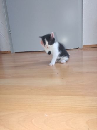 Junge kitten kinder