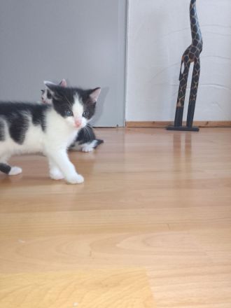 Junge kitten kinder