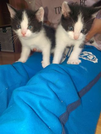 Junge kitten kinder