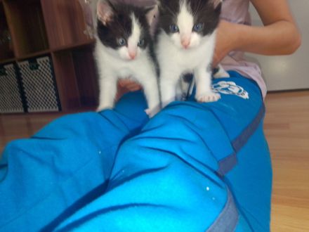 Junge kitten kinder