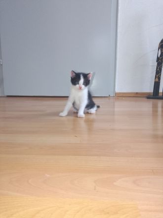 Junge kitten kinder