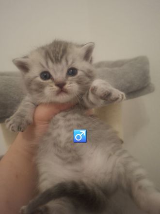 Britisch kurzhaar Kitten
