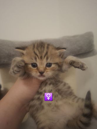Britisch kurzhaar Kitten
