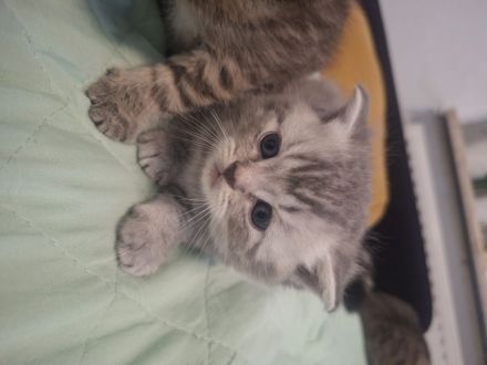Britisch kurzhaar Kitten
