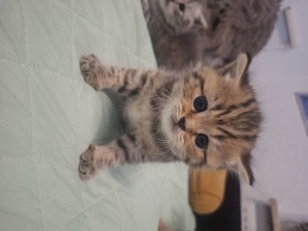 Britisch kurzhaar Kitten