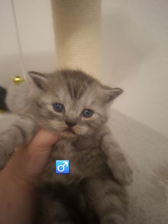 Britisch kurzhaar Kitten