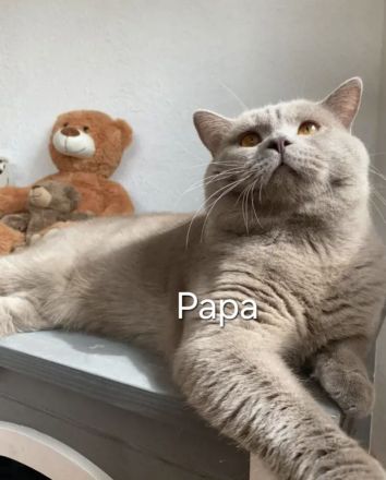 Britisch kurzhaar Kitten