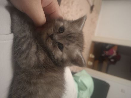 Britisch kurzhaar Kitten