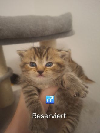 Britisch kurzhaar Kitten