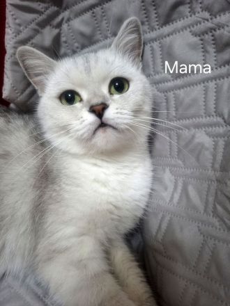 Britisch kurzhaar Kitten