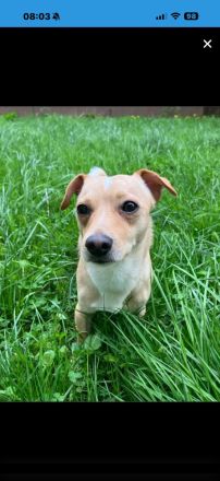 Jack - Russell Chihuahua Mix