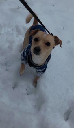Jack - Russell Chihuahua Mix