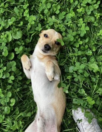 Jack - Russell Chihuahua Mix