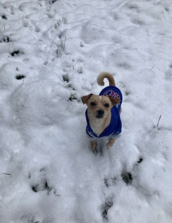 Jack - Russell Chihuahua Mix