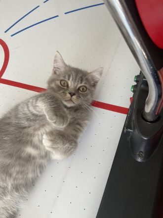 Süßer BKH Kitten Auszugbereit