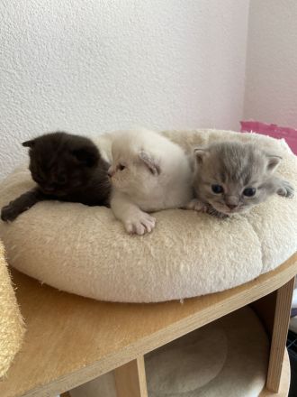 Süße reinrassige BKH Kitten