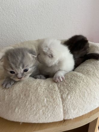 Süße reinrassige BKH Kitten