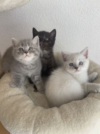 Süße BKH Kitten suchen ein Zuhause