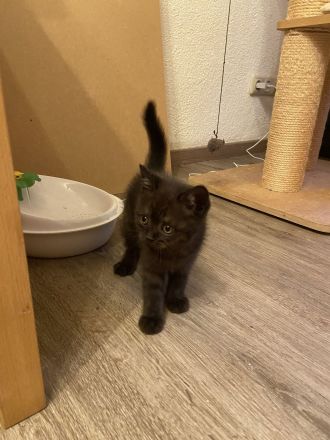 Süße BKH Kitten suchen ein Zuhause