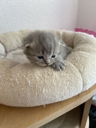 Süße reinrassige BKH Kitten