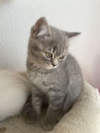 Süßer BKH Kitten Auszugbereit