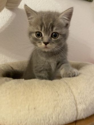 Süße BKH Kitten Auszugbereit
