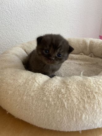 Süße reinrassige BKH Kitten