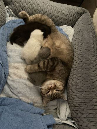 Süße reinrassige BKH Kitten
