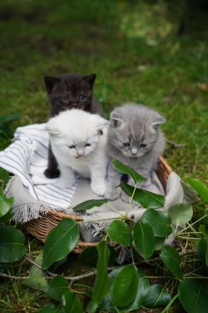 Süße BKH Kitten suchen ein Zuhause