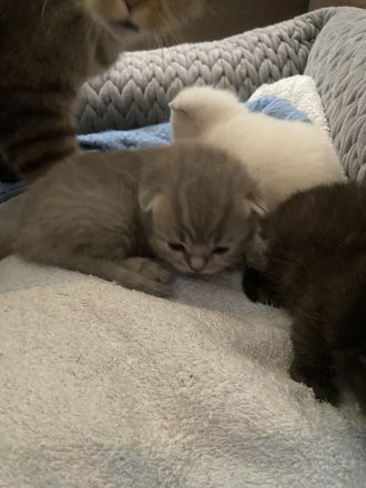 Süße reinrassige BKH Kitten