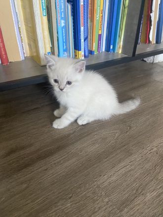 Süße BKH Kitten suchen ein Zuhause