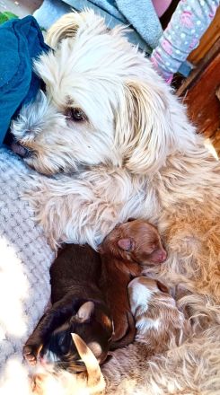 Maltipoo Malteser Zwergpudel
