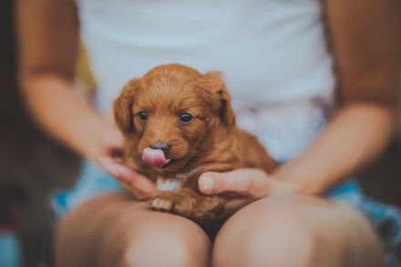 Maltipoo Malteser Zwergpudel