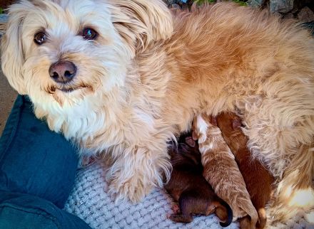 Maltipoo Malteser Zwergpudel