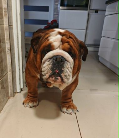 Englische Bulldogge Rüde Levi