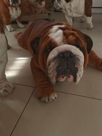Englische Bulldogge Rüde Levi