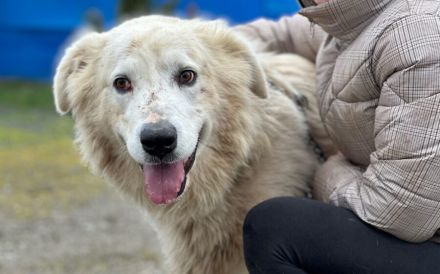 Sanfter Riese Smoky: Ein imposanter Freund zum Verlieben