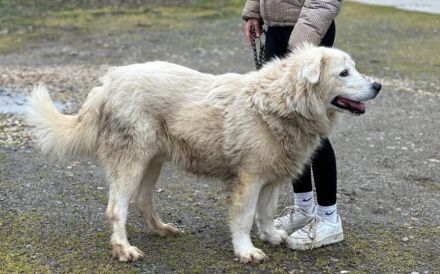 Sanfter Riese Smoky: Ein imposanter Freund zum Verlieben