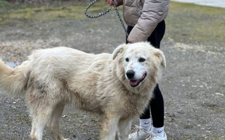 Sanfter Riese Smoky: Ein imposanter Freund zum Verlieben