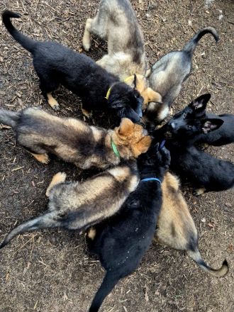 Deutsche Schäferhundwelpen aus sportlicher Hobbyzucht abzugeben