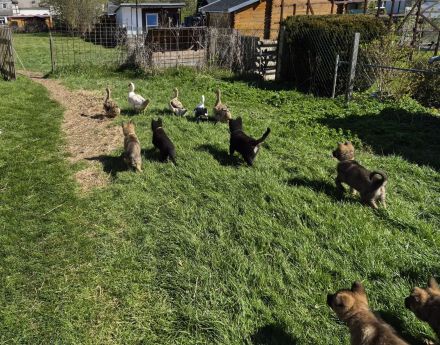 Deutsche Schäferhundwelpen aus sportlicher Hobbyzucht abzugeben