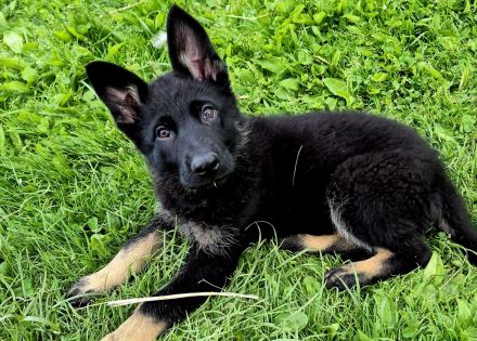 Deutsche Schäferhundwelpen aus sportlicher Hobbyzucht abzugeben