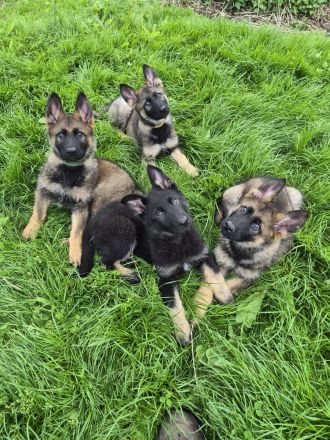 Deutsche Schäferhundwelpen aus sportlicher Hobbyzucht abzugeben