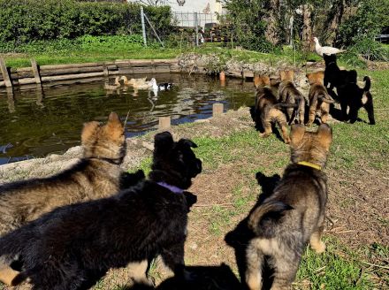 Deutsche Schäferhundwelpen aus sportlicher Hobbyzucht abzugeben