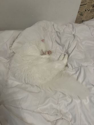 Baby Katze