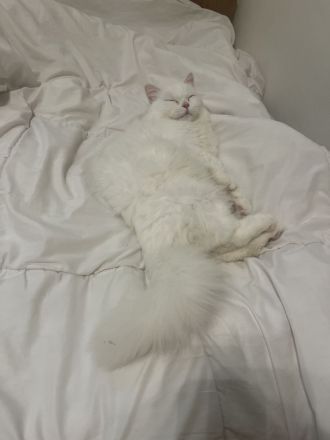 Baby Katze