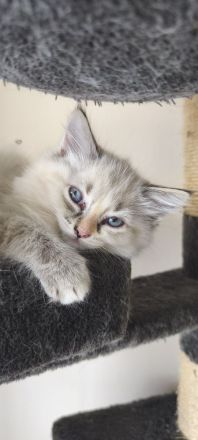 💖Ragdoll 💖Siam💖 kitten💖
